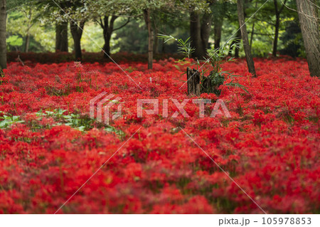 巾着田曼珠沙華公園 森に咲く彼岸花【埼玉県・日高市】 巾着田曼珠沙華公園 森に咲く彼岸花【埼玉県・日高市】 105978853