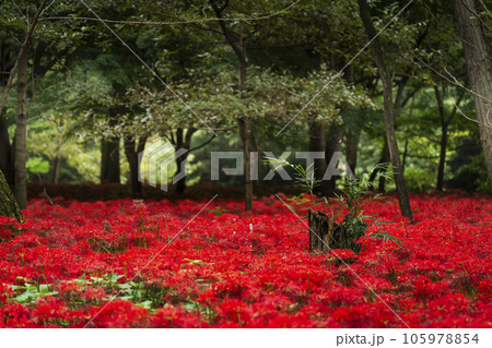 巾着田曼珠沙華公園　森に咲く彼岸花【埼玉県・日高市】 105978854