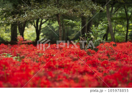 巾着田曼珠沙華公園　森に咲く彼岸花【埼玉県・日高市】 105978855