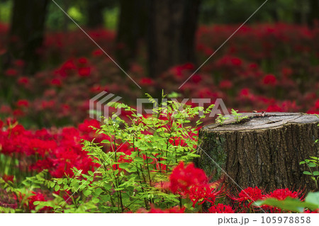 巾着田曼珠沙華公園　彼岸花と切り株【埼玉県・日高市】 105978858