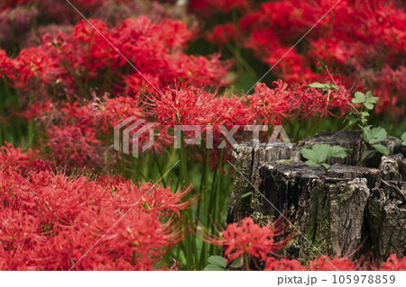 巾着田曼珠沙華公園　彼岸花と朽木【埼玉県・日高市】 105978859