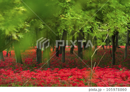 巾着田曼珠沙華公園　林床に咲く彼岸花【埼玉県・日高市】 105978860