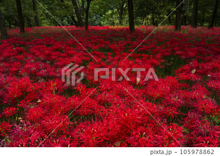 巾着田曼珠沙華公園 林床に咲く彼岸花【埼玉県・日高市】 巾着田曼珠沙華公園 林床に咲く彼岸花【埼玉県・日高市】 105978862
