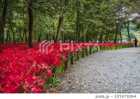 巾着田曼珠沙華公園の散策路に咲く彼岸花【埼玉県・日高市】 巾着田曼珠沙華公園の散策路に咲く彼岸花【埼玉県・日高市】 105978864
