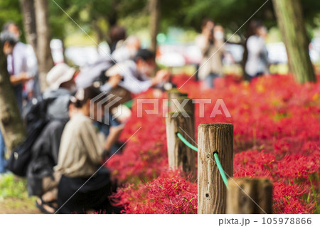 巾着田曼珠沙華公園　散策路で彼岸花畑を撮影する人々【埼玉県・日高市】 105978866