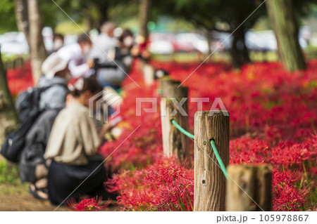 巾着田曼珠沙華公園　散策路で彼岸花畑を撮影する人々【埼玉県・日高市】 105978867