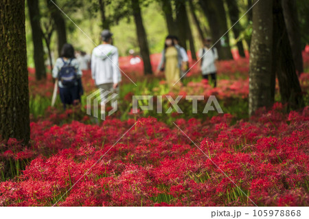 巾着田曼珠沙華公園　彼岸花畑の散策路を歩く人々【埼玉県・日高市】 105978868
