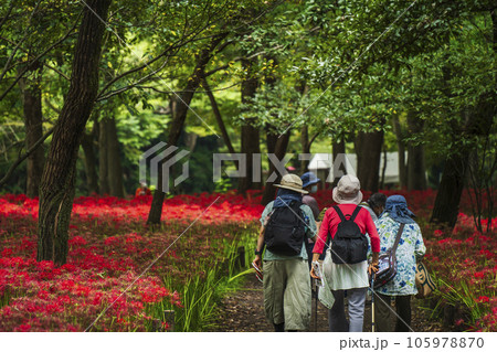 巾着田曼珠沙華公園　彼岸花畑の散策路を歩く人々【埼玉県・日高市】 105978870