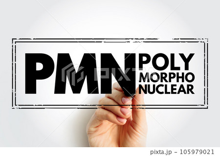 PMN PolyMorphoNuclear - having a nucleus with several lobes and a cytoplasm that contains granules, as in an eosinophil or basophil, acronym text concept stamp 105979021
