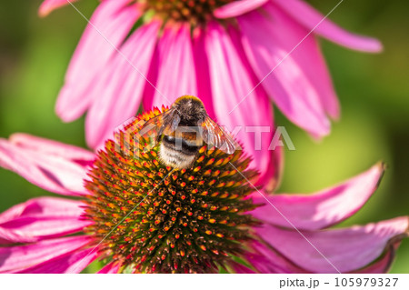 A closeup shot of a bee collecting pollen on a purple echinacea flower 105979327