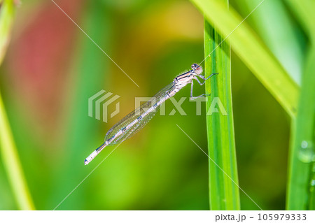 Small dragonfly Enallagma cyathigerum, the common blue damselfly, female. on a blade of grass 105979333