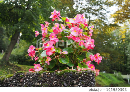 Pink red wax begonia or Begonia semperflorens. Begonia x semperflorens-cultorum. Bedding plant in landscaping. Massing in beds, borders, and as an edger. Use in containers and window boxes. 105980398