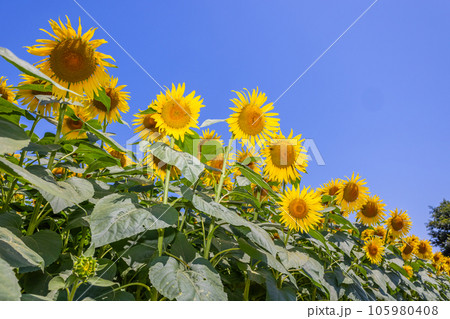 ひまわり　Pictures of sunflowers in the summer season 105980408