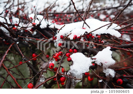 Cotoneaster splayed Cotoneaster divaricatus. Cotoneaster is a genus of non-thorny shrubs, less often small trees of the Rosaceae family. The fruits are red berries on bare branches under a snow cover Cotoneaster splayed Cotoneaster divaricatus. Cotoneaster is a genus of non-thorny shrubs, less often small trees of the Rosaceae family. The fruits are red berries on bare branches under a snow cover 105980605