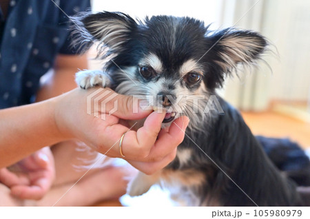 犬用オヤツ(ボーロ)を食べるチワワ トリーツ 犬用オヤツ(ボーロ)を食べるチワワ トリーツ 105980979