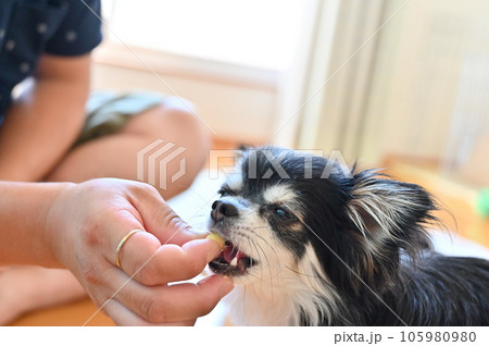 犬用オヤツ(ボーロ)を食べるチワワ トリーツ 犬用オヤツ(ボーロ)を食べるチワワ トリーツ 105980980