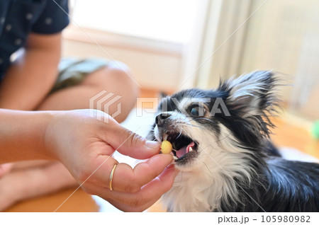 犬用オヤツ（ボーロ）を食べるチワワ　トリーツ 105980982