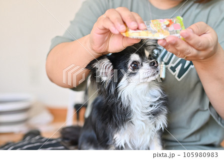 犬用オヤツ（ボーロ）を食べるチワワ　トリーツ 105980983