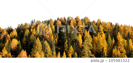 Autumn forest with yellow larch trees isolated 105981322
