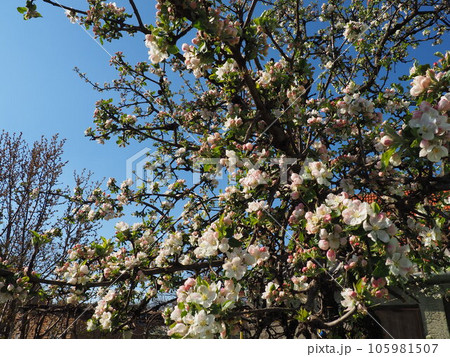 Blossoming flowers on the apple tree. Apple tree in bloom. White and pink beautiful flowers on the branches of a tree. Blue sky and red roof tiles in the background. Spring bloom. 105981507