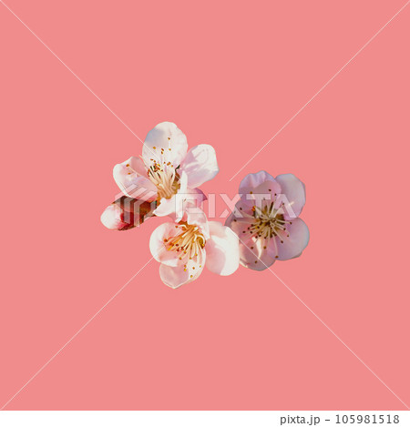 pink flowers on a peach background. Several petals, stamens, pistils pink flowers on a peach background. Several petals, stamens, pistils 105981518