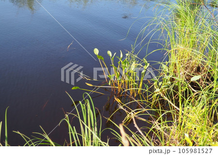 A swamp is a landscape area with excessive moisture, moisture-loving living ground cover, hydrosphere. Swamp science. Karelia, swamping of Lososinnoe lake. Swamps prevent the greenhouse effect. A swamp is a landscape area with excessive moisture, moisture-loving living ground cover, hydrosphere. Swamp science. Karelia, swamping of Lososinnoe lake. Swamps prevent the greenhouse effect. 105981527