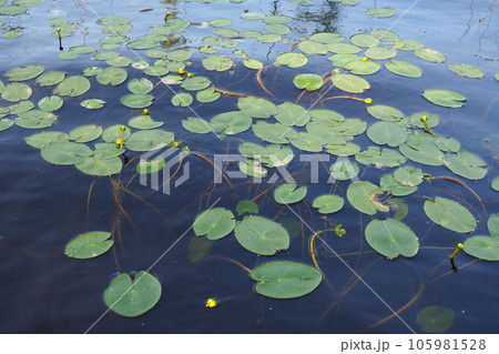 Small capsule Nuphar pumila is a species of perennial herbaceous plants of the genus Nuphar of the Nymphaeaceae. Rhizomatous aquatic plants. Family water lilies, Genus small egg, View Small capsule. 105981528