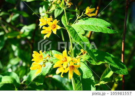 Lysimachia vulgaris flower, the garden loosestrife, yellow loosestrife, or garden yellow loosestrife, blooming in summer Lysimachia vulgaris flower, the garden loosestrife, yellow loosestrife, or garden yellow loosestrife, blooming in summer 105981557