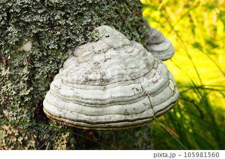 Fomes fomentarius common known as the tinder fungus, false tinder fungus, hoof fungus, tinder conk, tinder polypore or ice man fungus - is a species of fungal plant pathogen, shaped like a horse hoof 105981560