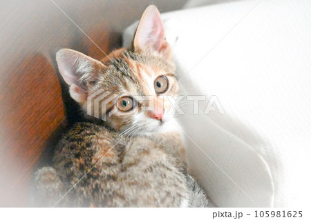 振り返る三毛猫の子猫 振り返る三毛猫の子猫 105981625