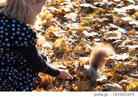 Happy funny mom and teen daughter feeding nuts to a squirrel on autumn park on a sunny day. Family spend time together and enjoy autumn fall season 105981643