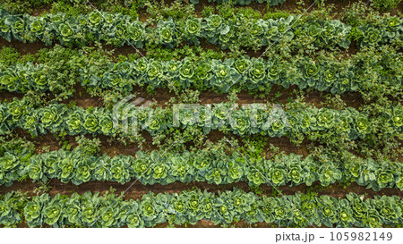 Aerial view of a field of cabbage. Agriculture Field Background. 105982149