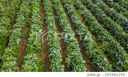 Aerial view of a field of cabbage. Agriculture Field Background. 105982150