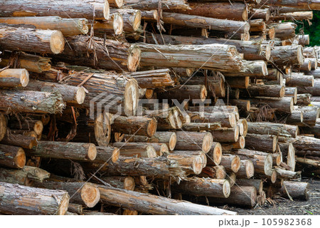 積み上げた丸太 105982368