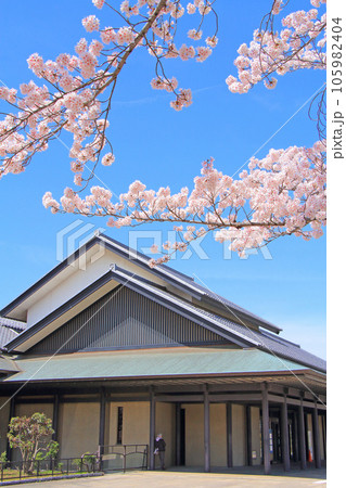名古屋市、名古屋能楽堂と満開の桜の風景 名古屋市、名古屋能楽堂と満開の桜の風景 105982404