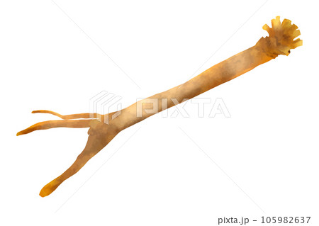 堀川ごぼう 105982637