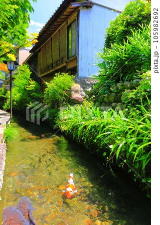 【岐阜県】郡上八幡のいがわこみち 105982692