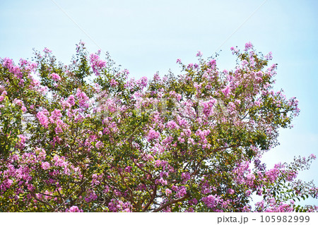 サルスベリ（百日紅） 105982999