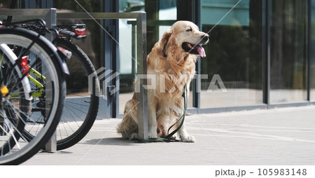 Golden retriever dog waiting owner at street Golden retriever dog waiting owner at street 105983148