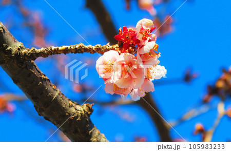 都立舎人公園の梅の花と青空の風景 105983233
