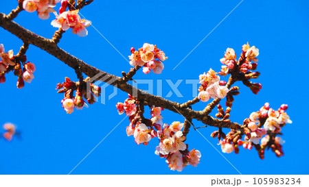 都立舎人公園の梅の花と青空の風景 105983234