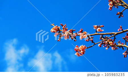 都立舎人公園の梅の花と青空の風景 105983235