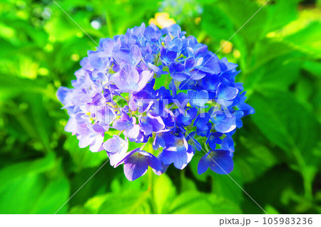 アジサイの花（西洋アジサイ） 105983236