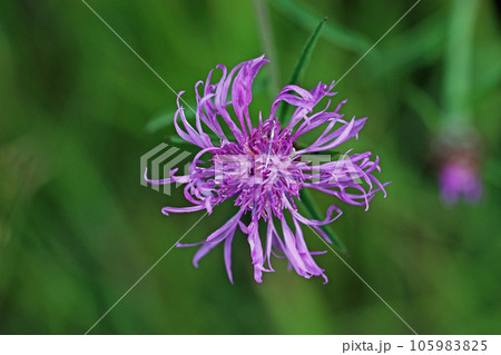 Greater knapweed purple flower in close up Greater knapweed purple flower in close up 105983825