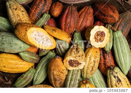 Fresh exotic cacao pods background 105983867