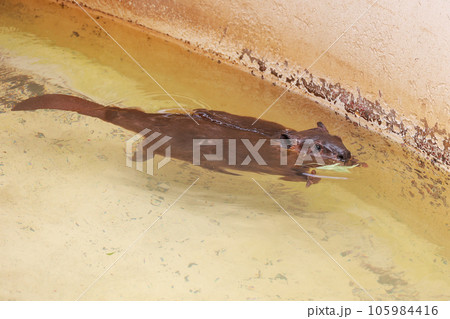 泳ぐアメリカビーバー 105984416