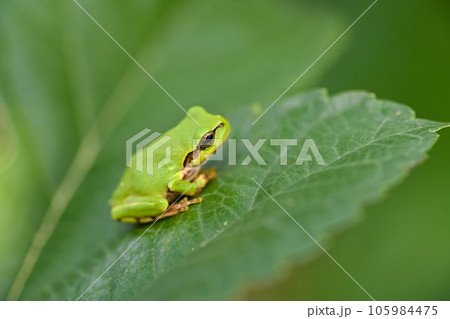 アマガエル 105984475