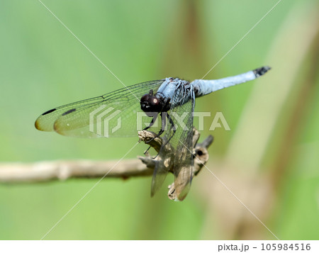 オオシオカラトンボ 105984516
