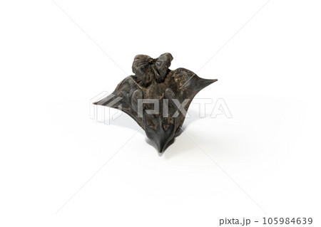 猪苗代湖の菱の実 猪苗代湖の菱の実 105984639