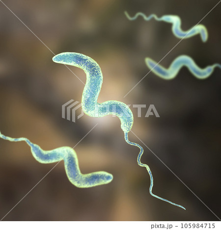 Campylobacter bacteria, 3D illustration. Campylobacter bacteria, 3D illustration. 105984715